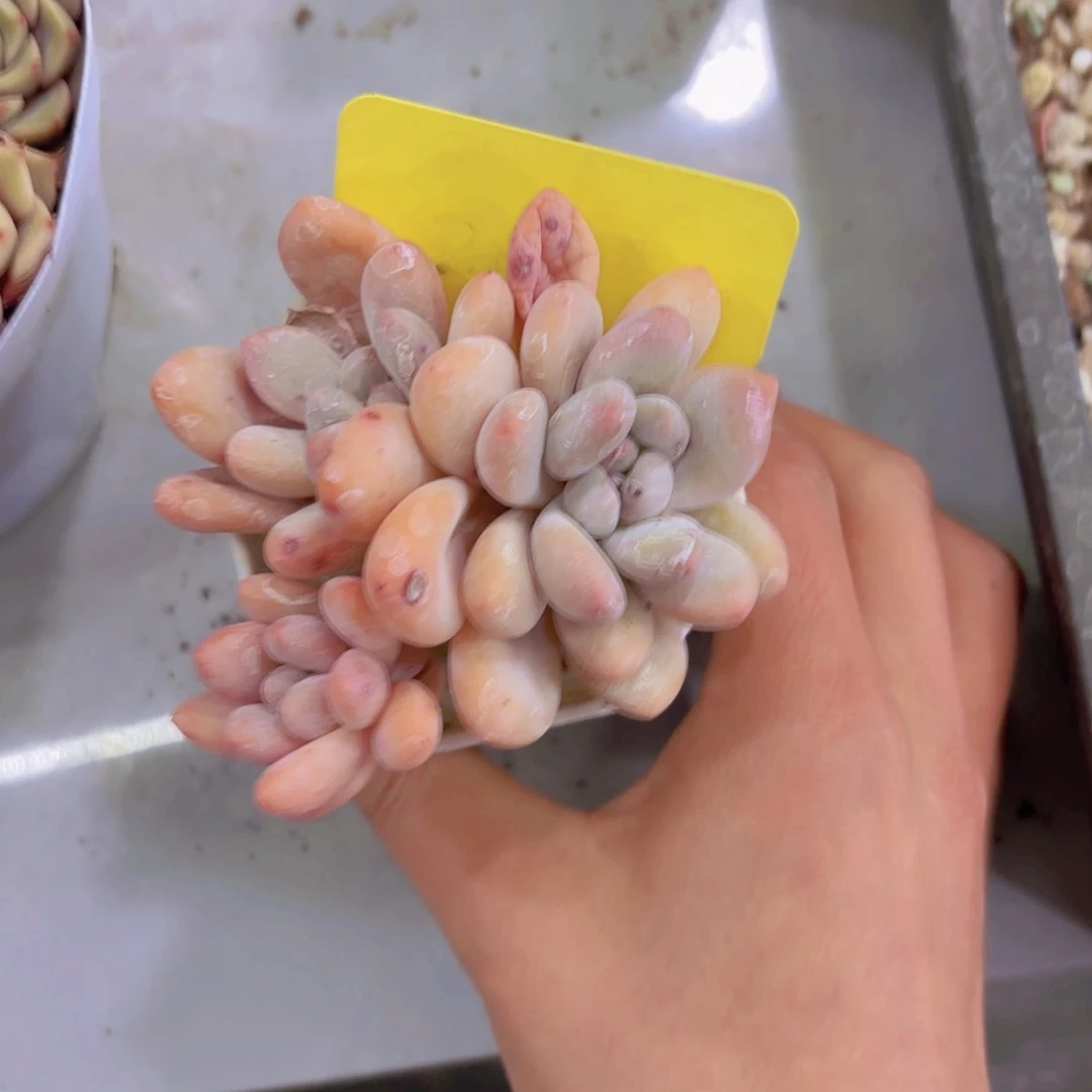 ?****我的小可爱们都好可爱