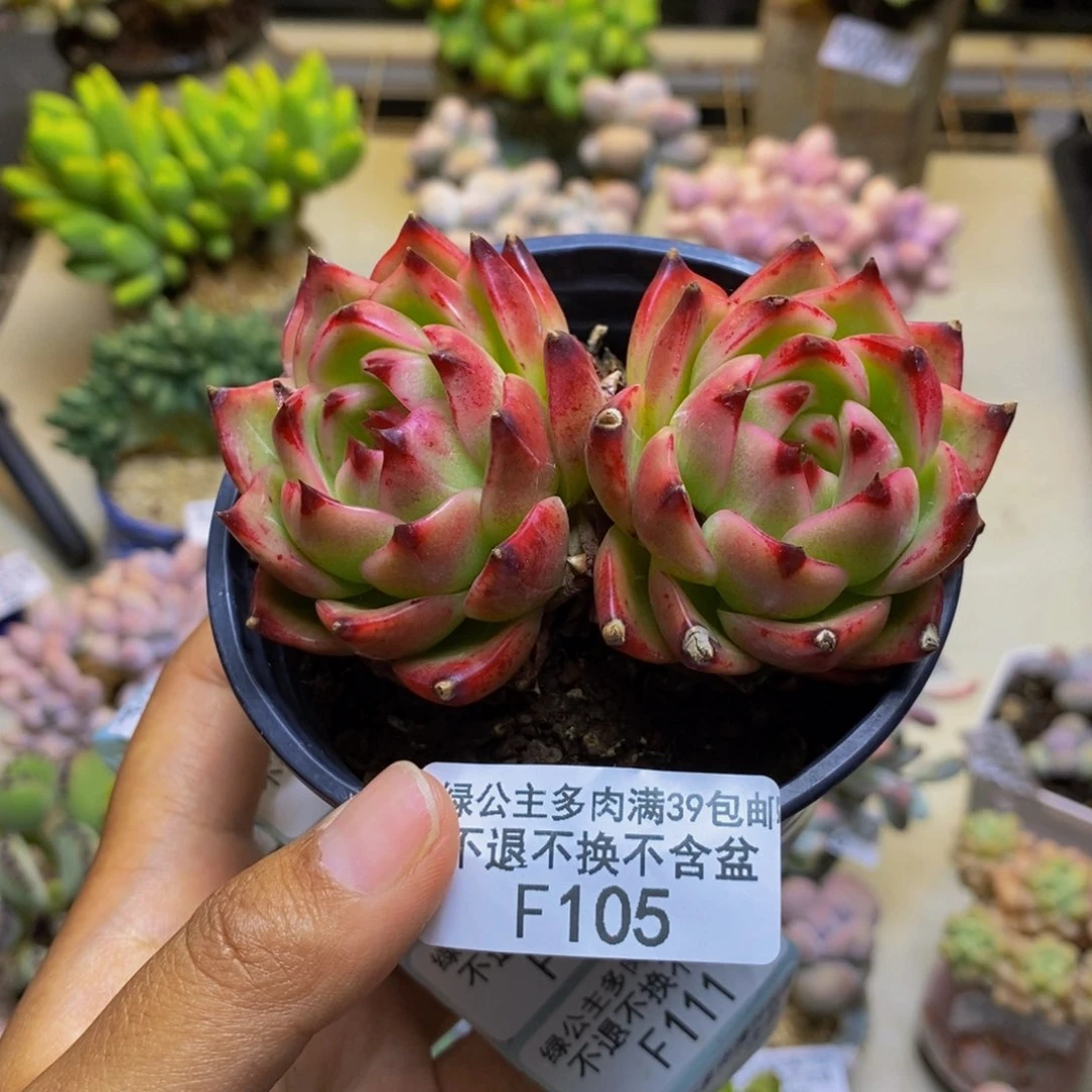 105蓝龙多肉肉7cm