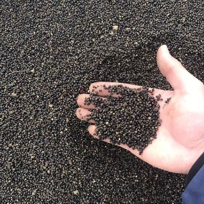 人工驯化正宗精品大通草种子