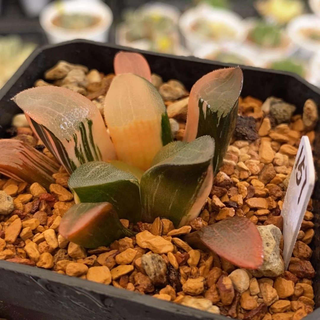 157号大黑天克锦多肉