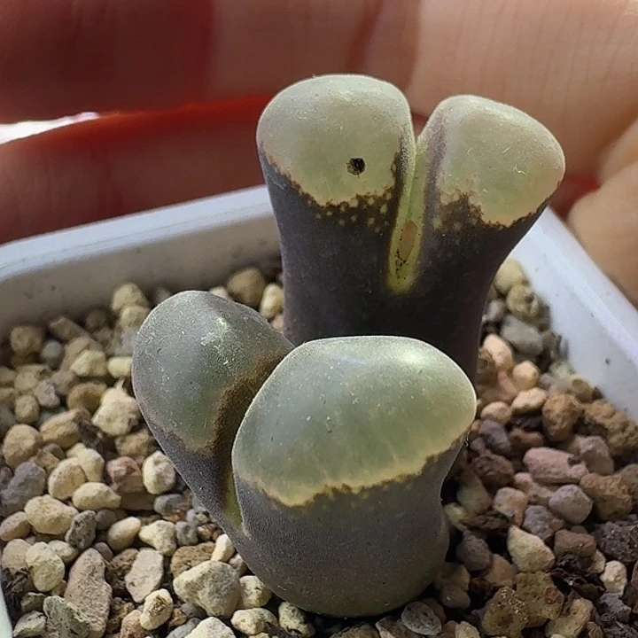 33号双头风铃一物一拍