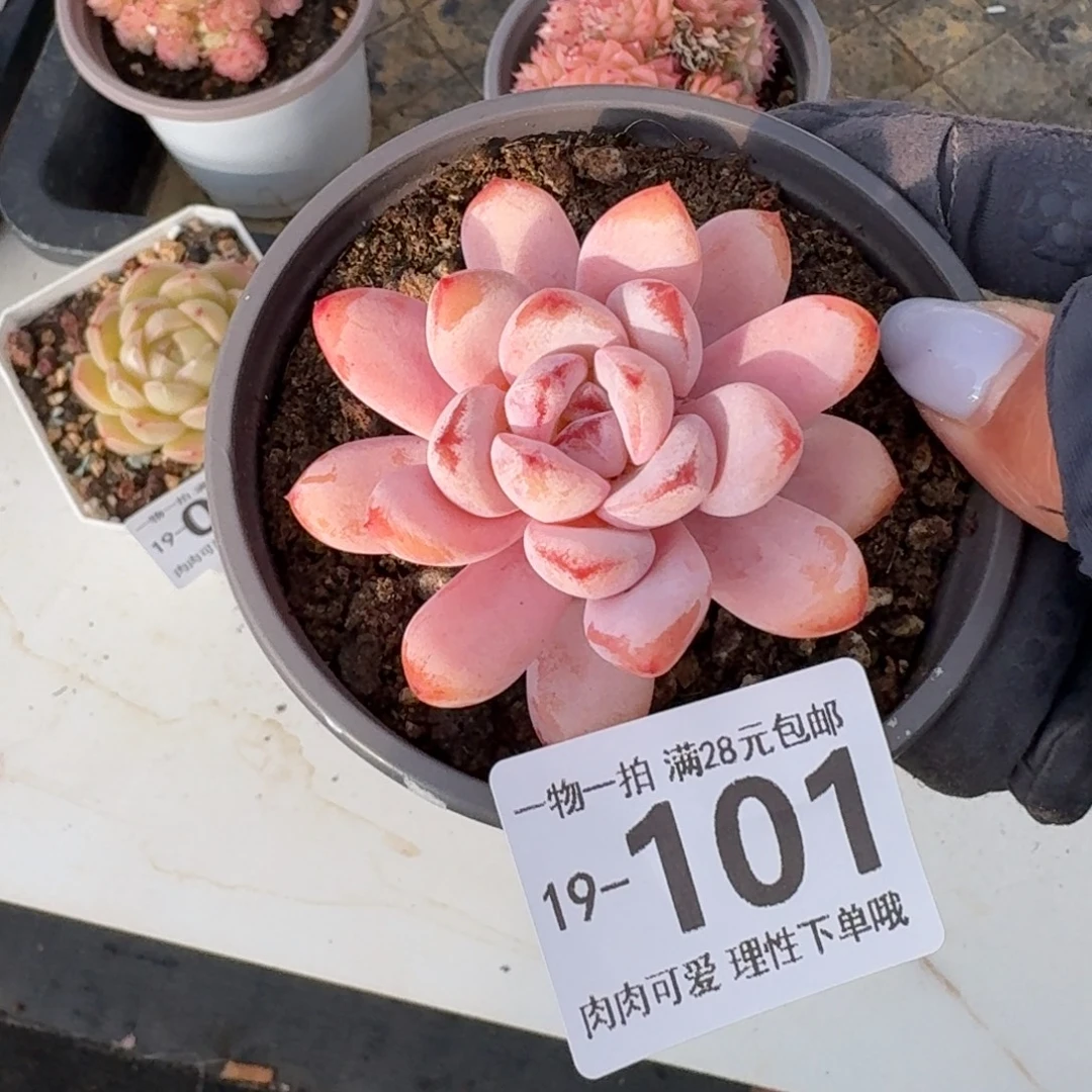 星星雪无盆土发货无