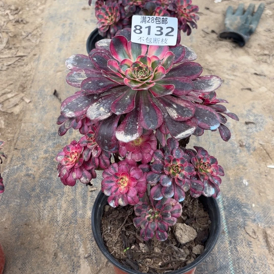N. 8132丽娜多肉,cede