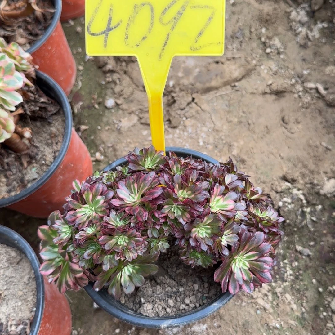 4092---舞天姬缀多头