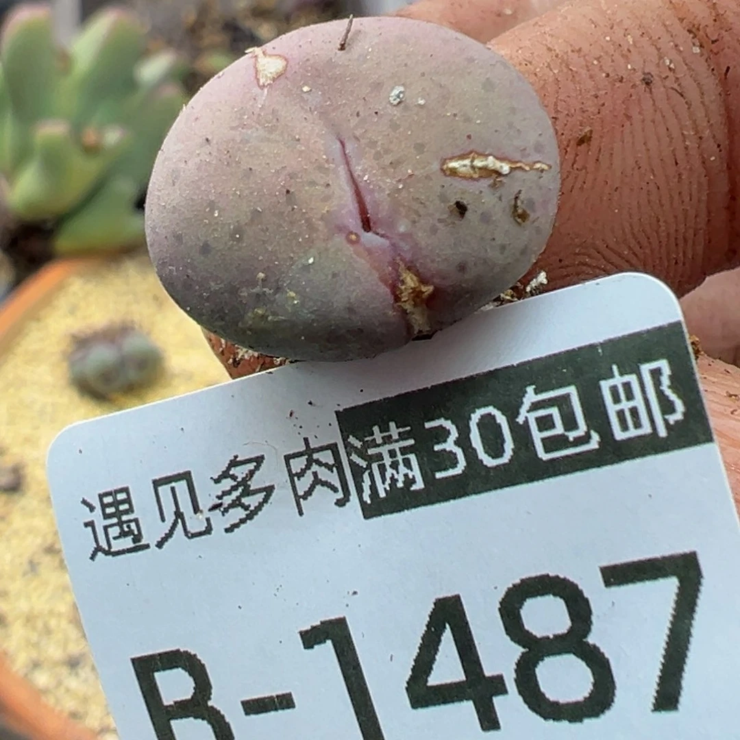 多肉植物1111111111111111