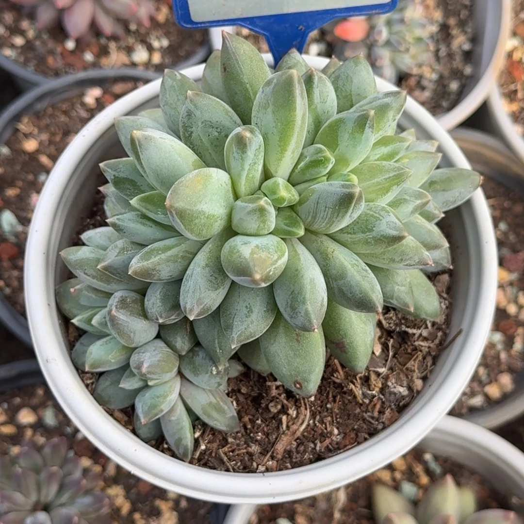 多肉植物重楼缀168