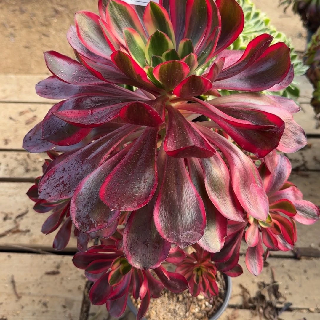 437红魔女多肉植物