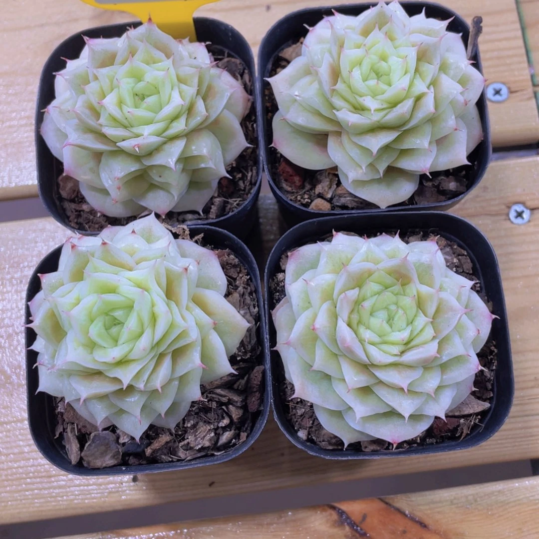 1321号 睫毛玫瑰花麦秆单头一个