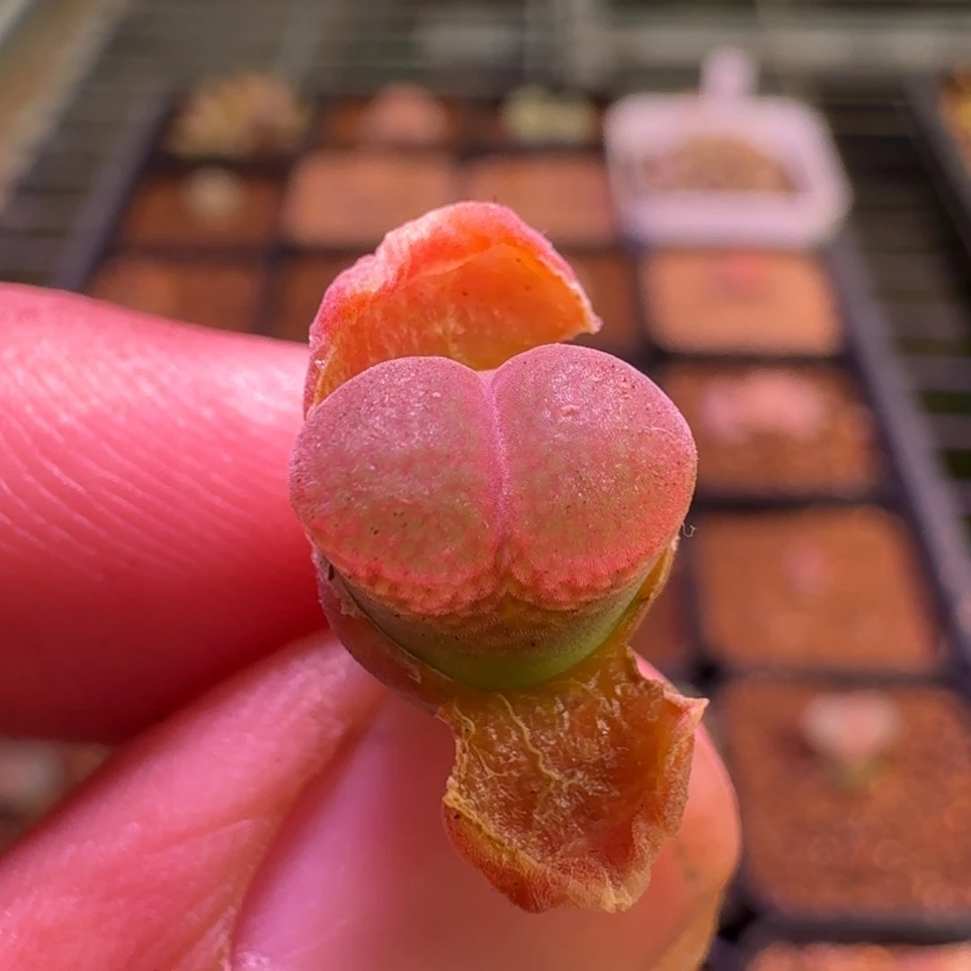 云缦精品番杏21.53草莓熊