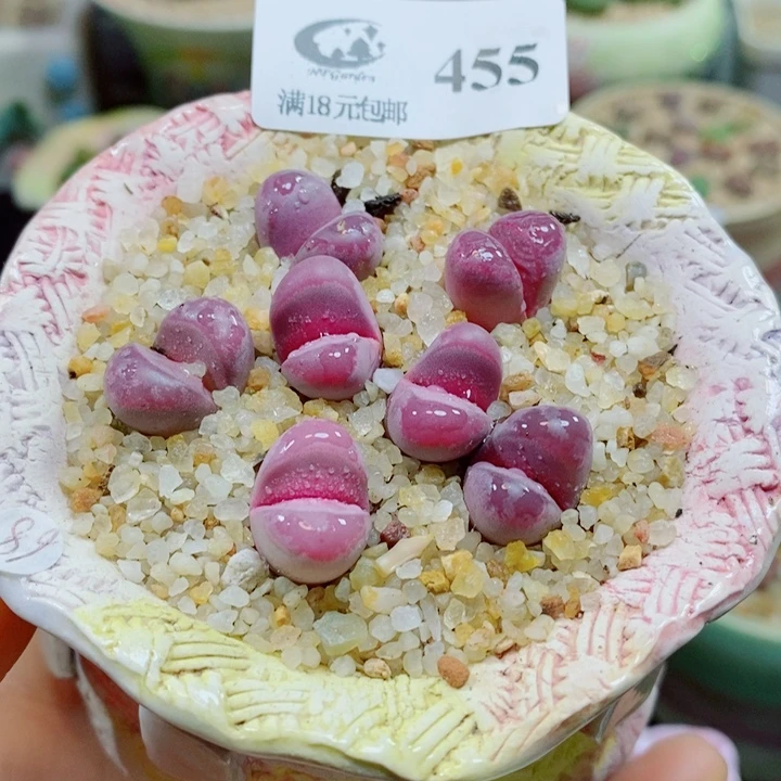 生石花花花花花花花455