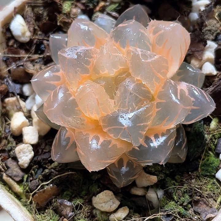 585糊斑水中月一物一拍