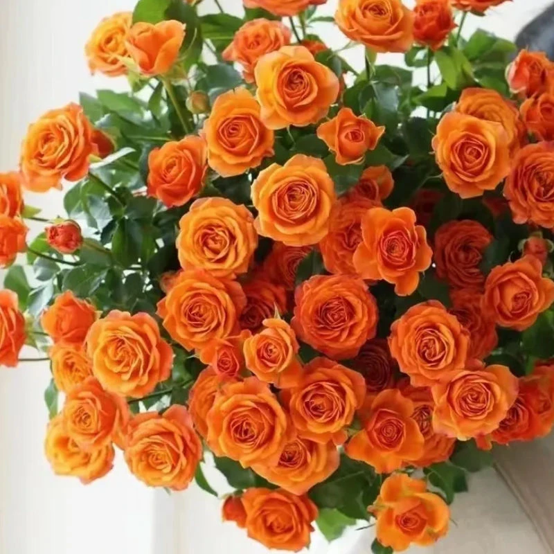 橙色芭比多头玫瑰家用鲜花云南基地直发切花