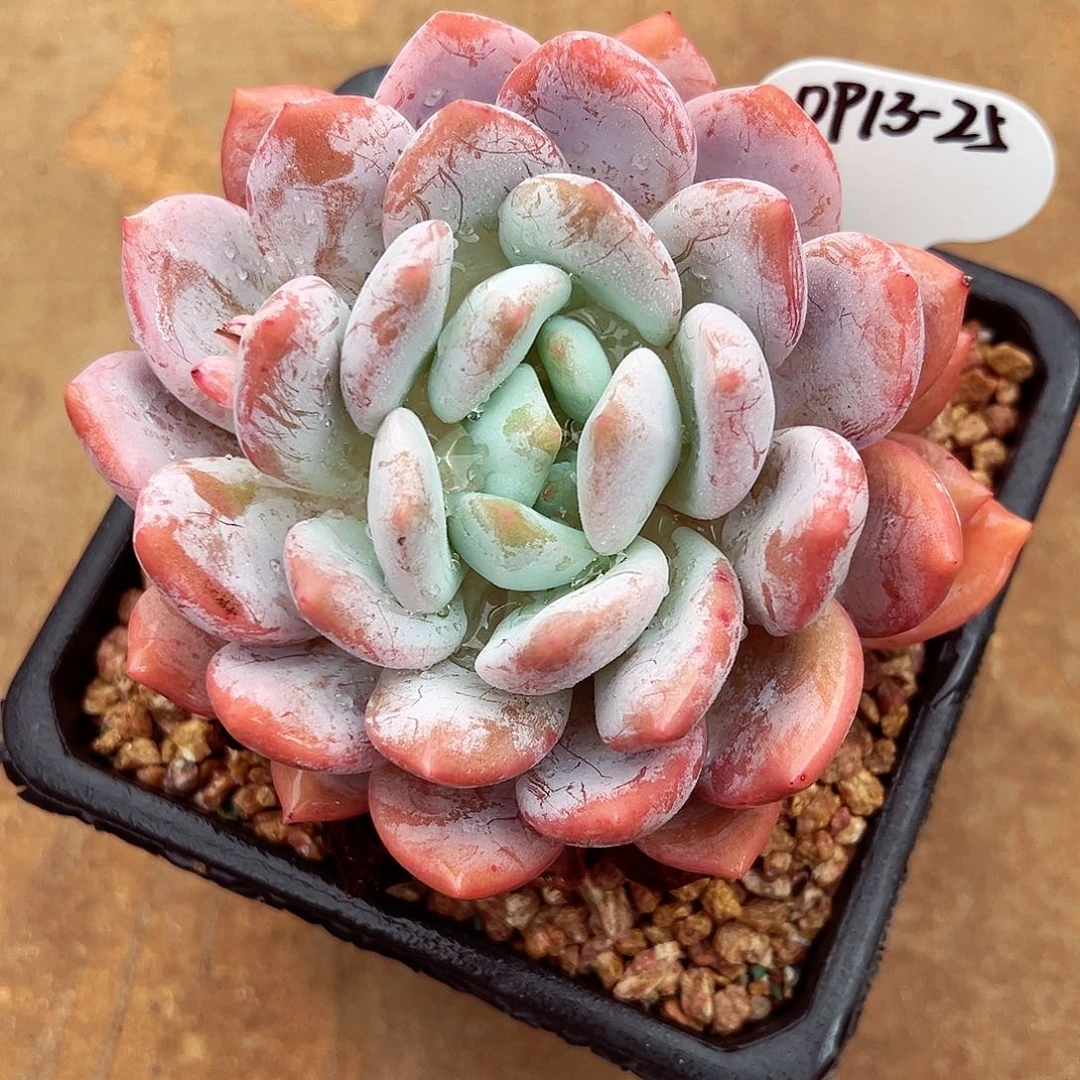 0913-25雪明星。。。。