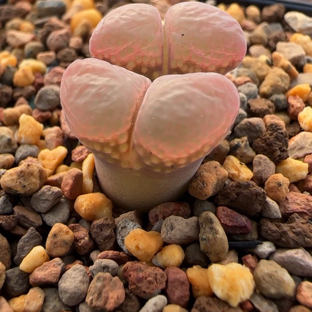 多肉植物红风铃特91号