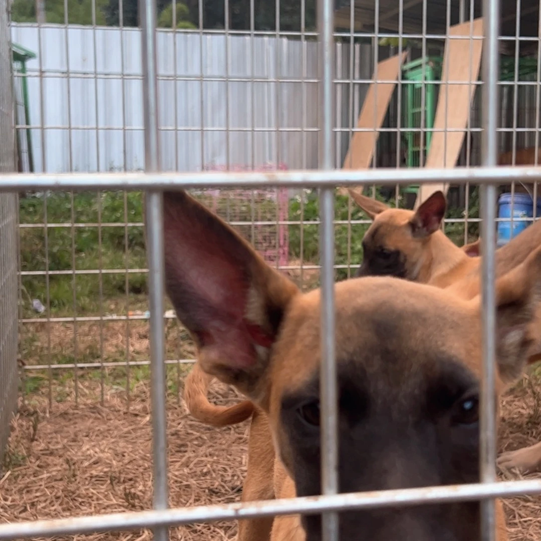 马犬小母三个月贴身短毛