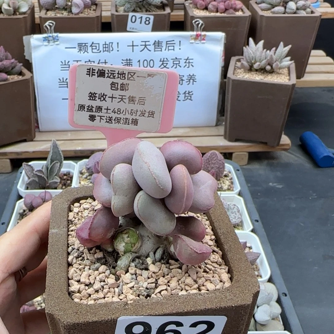 962白肌红蛋多肉植物