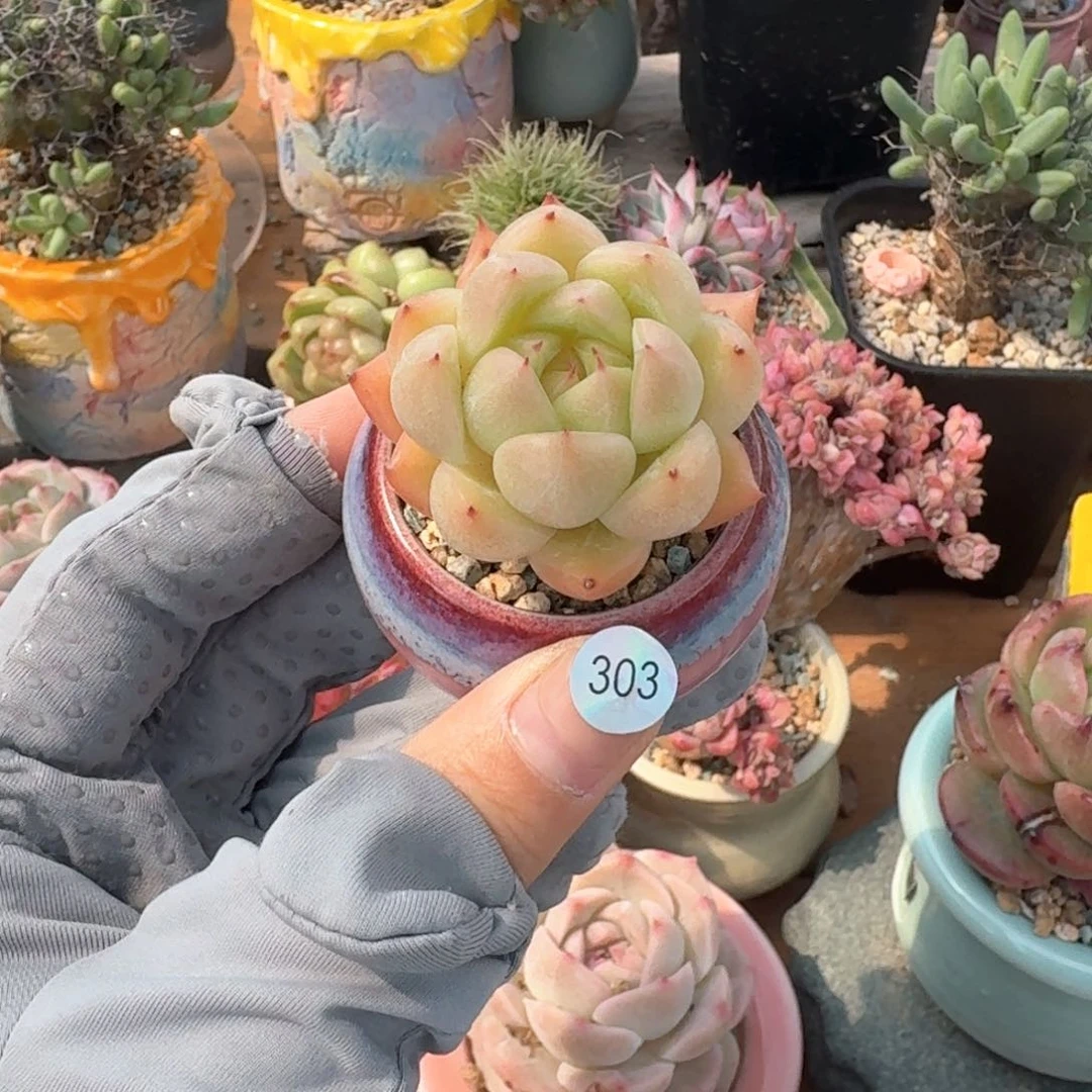 303 多肉含盆土30元包邮除偏远地区