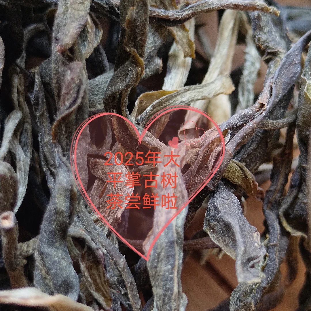 2025年大平掌纯料古树【100克】兰花香浓郁、回甘生津迅猛、野韵足