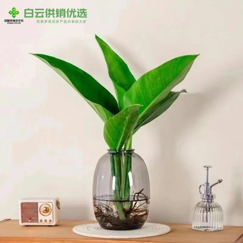 【供销优选】大叶金钻水培绿植办公室桌面植物吸甲醛客厅盆栽好养