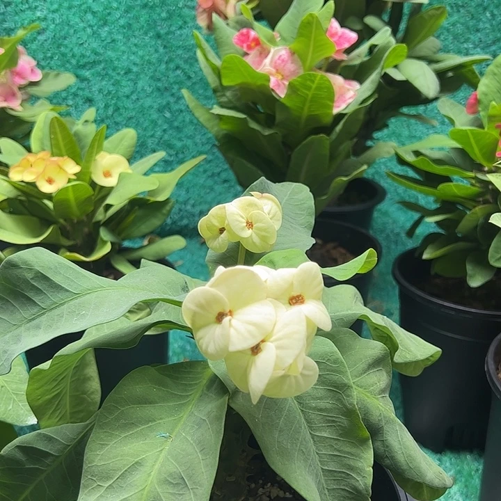 泰品扦插一物一拍