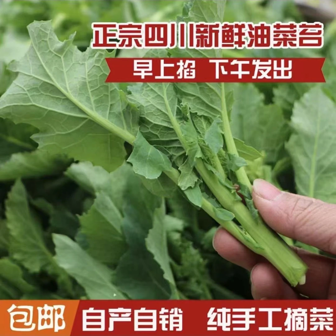 四川新鲜油菜苔农家自种现摘现发嫩绿清甜露天种植打霜当季蔬菜