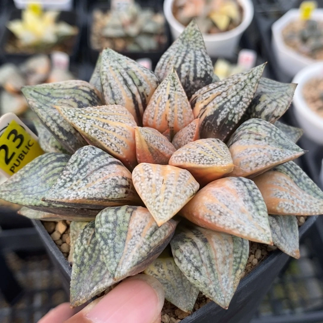 23实生白银锦一物一拍