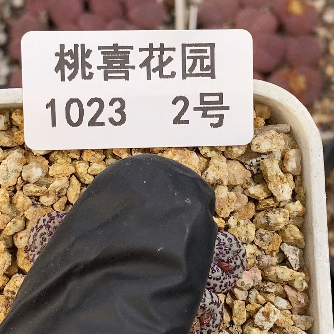 ๓**.1023-2-开播福利安贞。