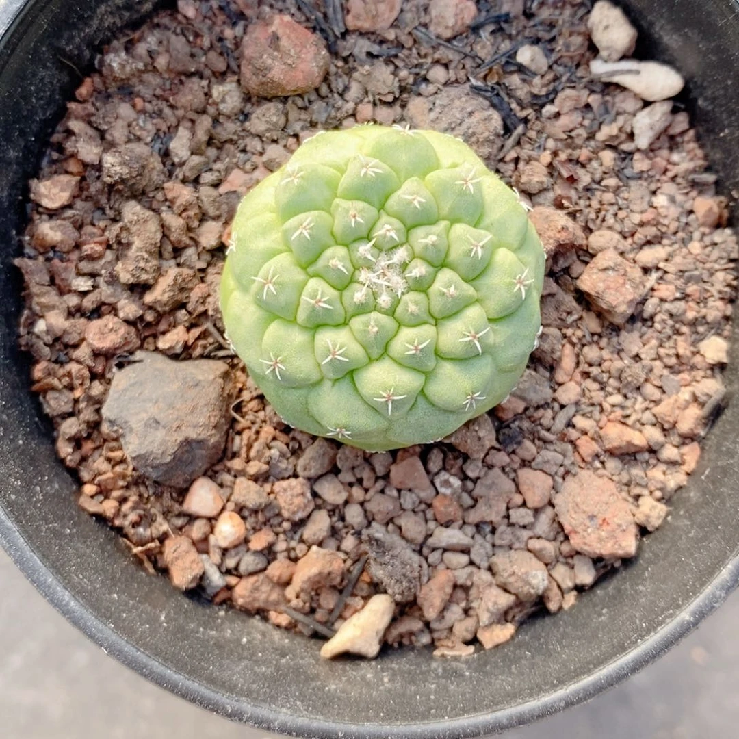 实生 菊水2.5公分左右一物一拍