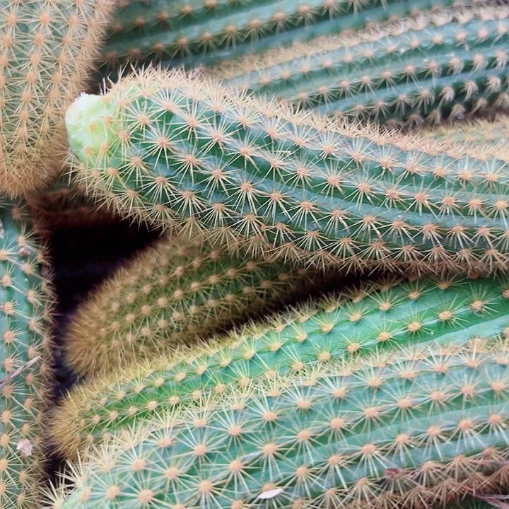 金妞侧芽组合六个花色不重复