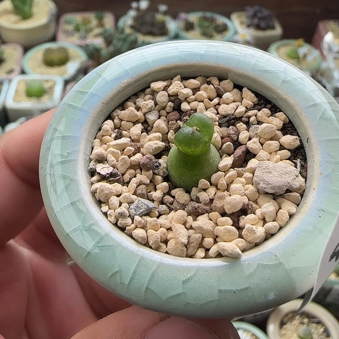 4519--一物一拍 带盆 园艺小葫芦