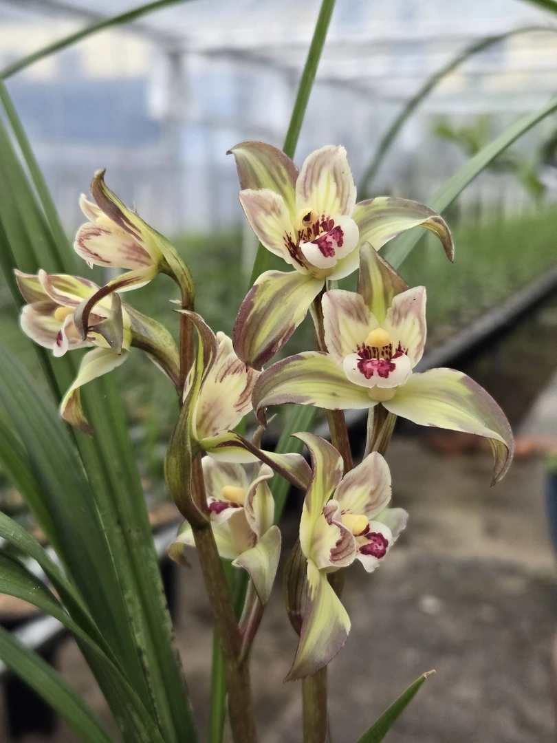 一物一价香型兰花室内绿植盆栽花卉优雅花香