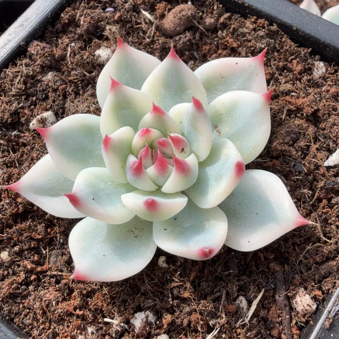 无根吉娃娃锦大锦边