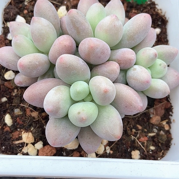 多肉植物粉色理人807