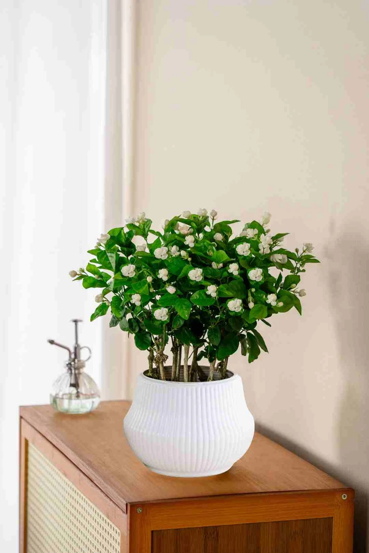 【带花苞】茉莉花之乡横州市培育基地重瓣香水茉莉可地栽开花园艺