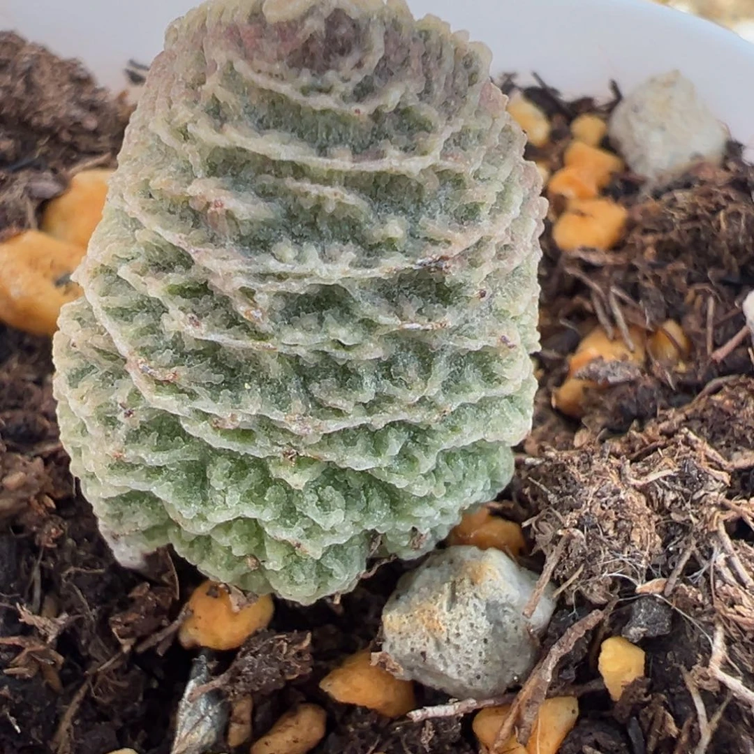 艾米丽大苗多肉植物水泡