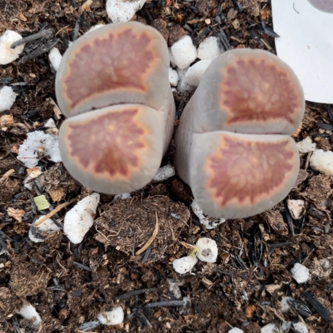 非偏远满20包邮669