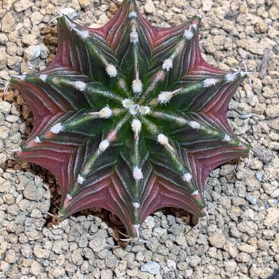 密纹豪臀 乌贼肋骨锦 米哈仙人球