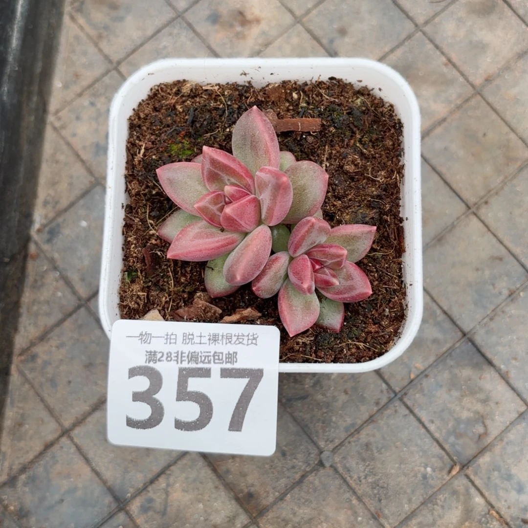 迷雾泡泡无盆土发货