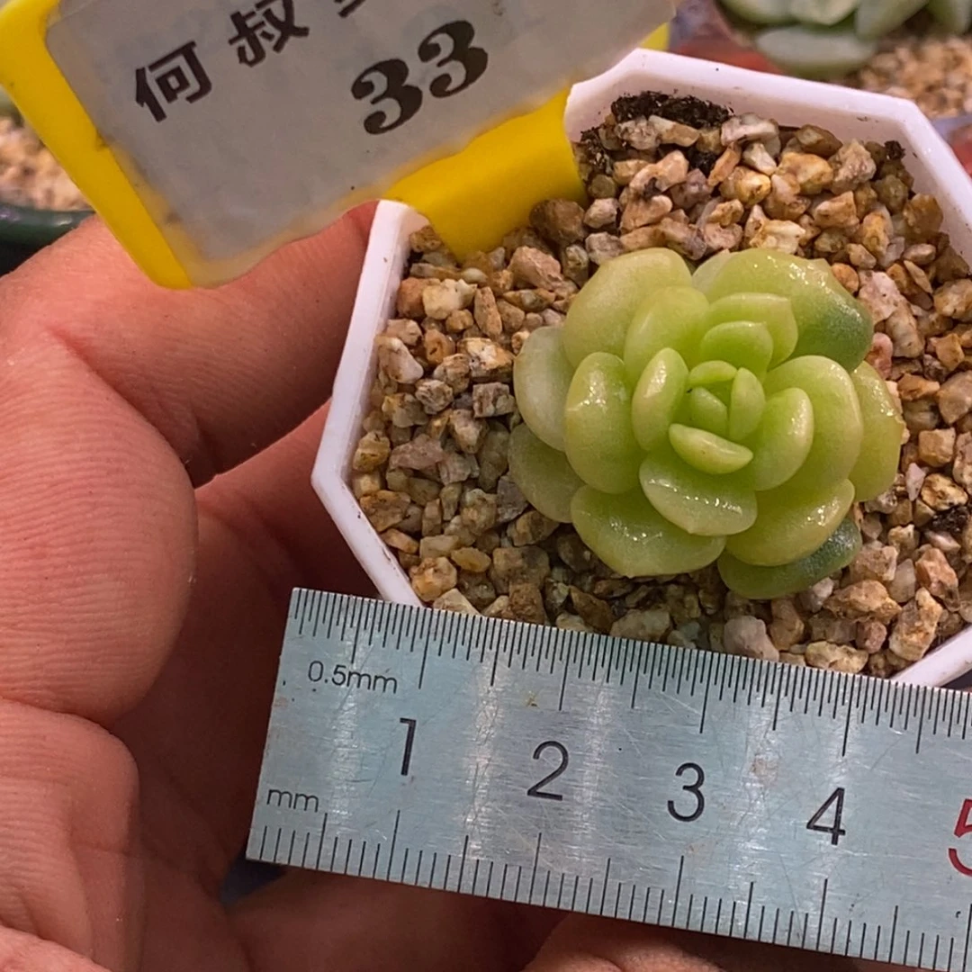 533白恋锦单头福利