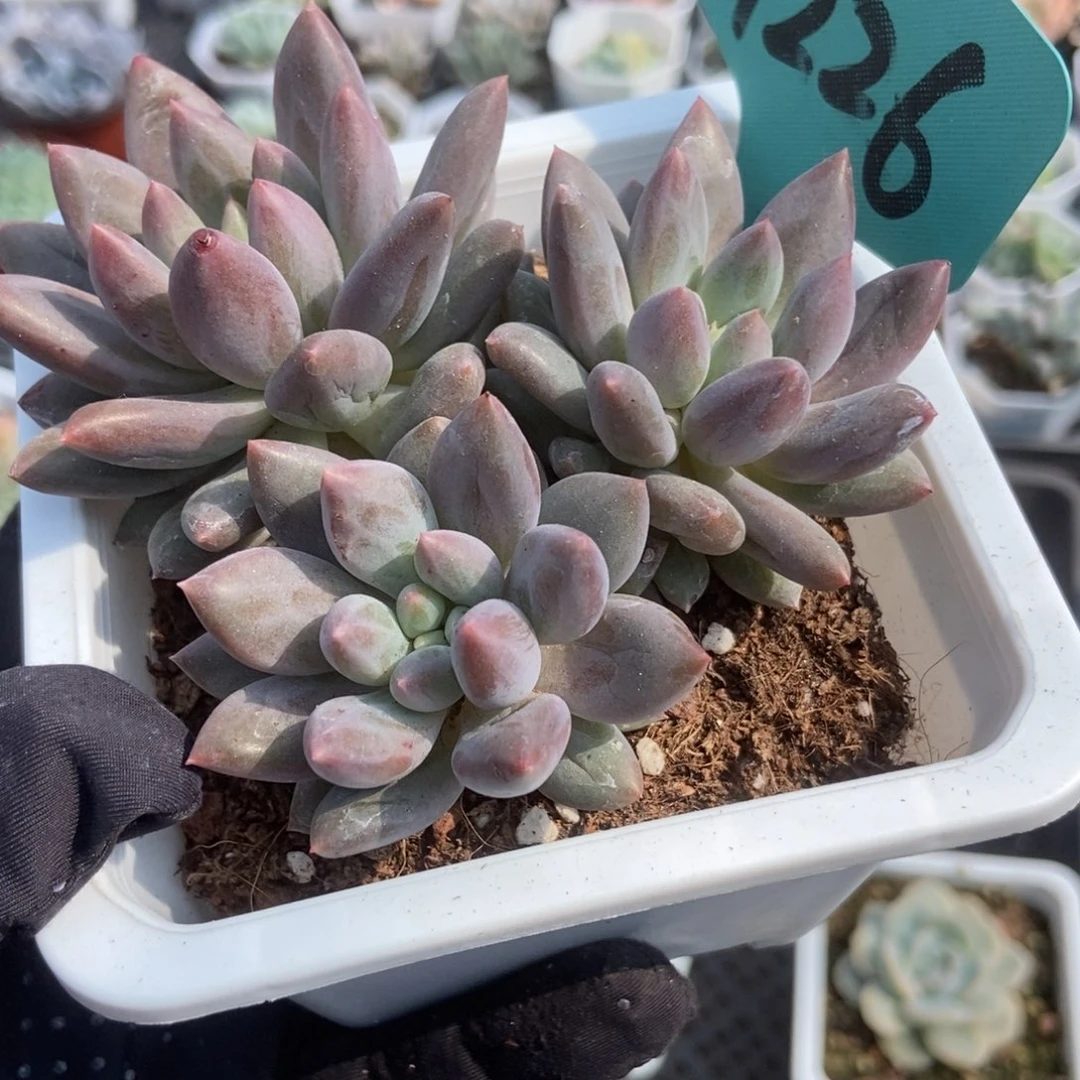 7226车厘子多肉植物保护