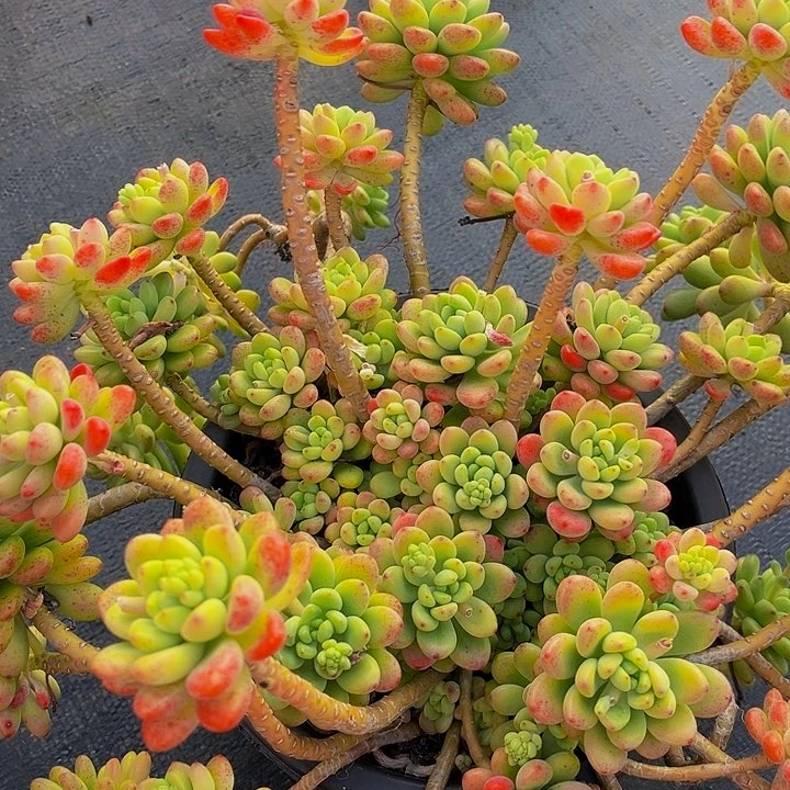 天***客香格里拉群4018