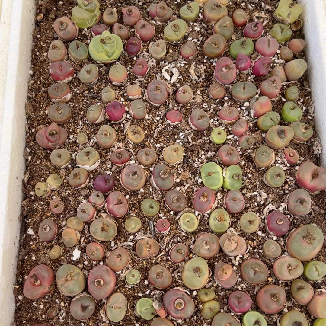 【闪购商品】186 一箱毛 带箱发货