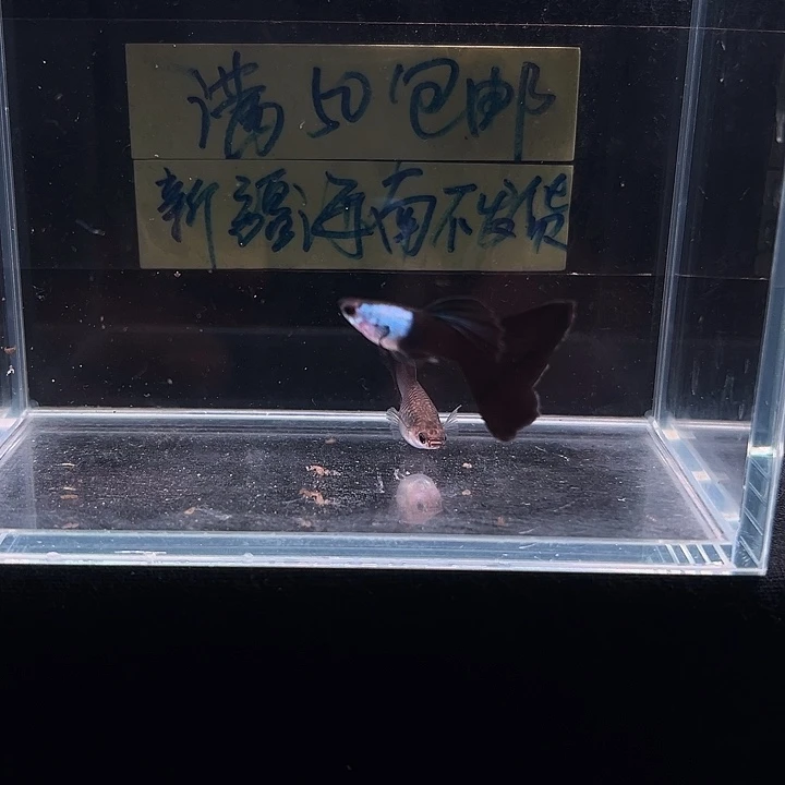 孔雀鱼艾尔银黑尾