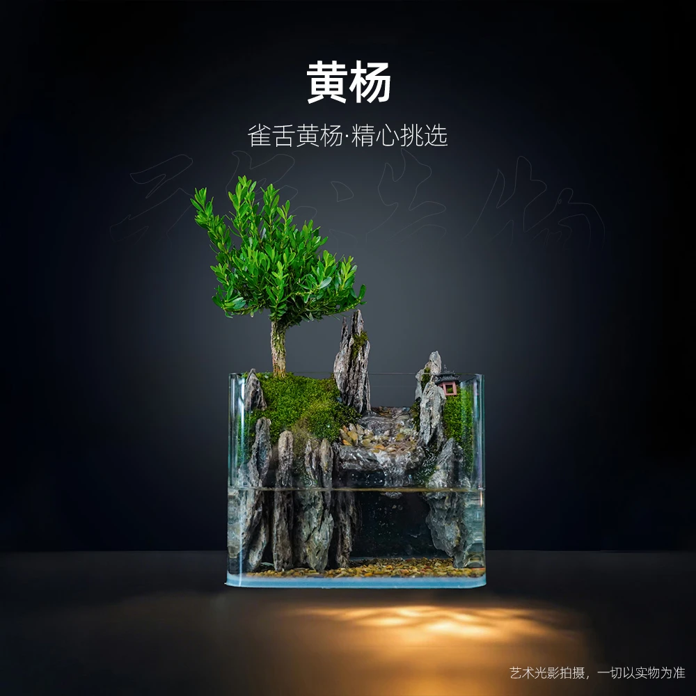 【雾隐】高山流水2.1—黄杨桌面山水缸造景【尺寸：20*14*16】