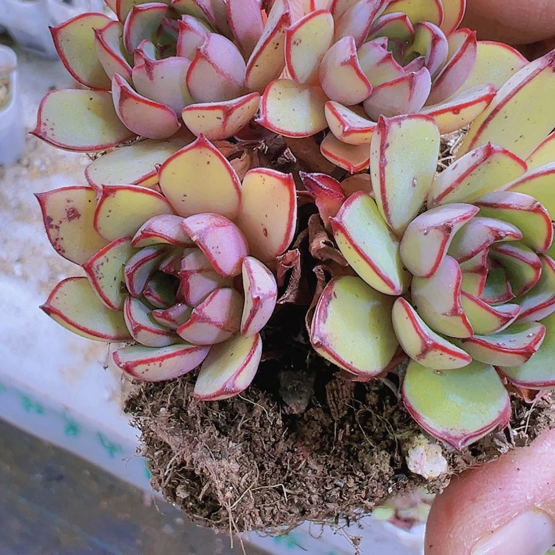 灰姑娘老桩群19包邮