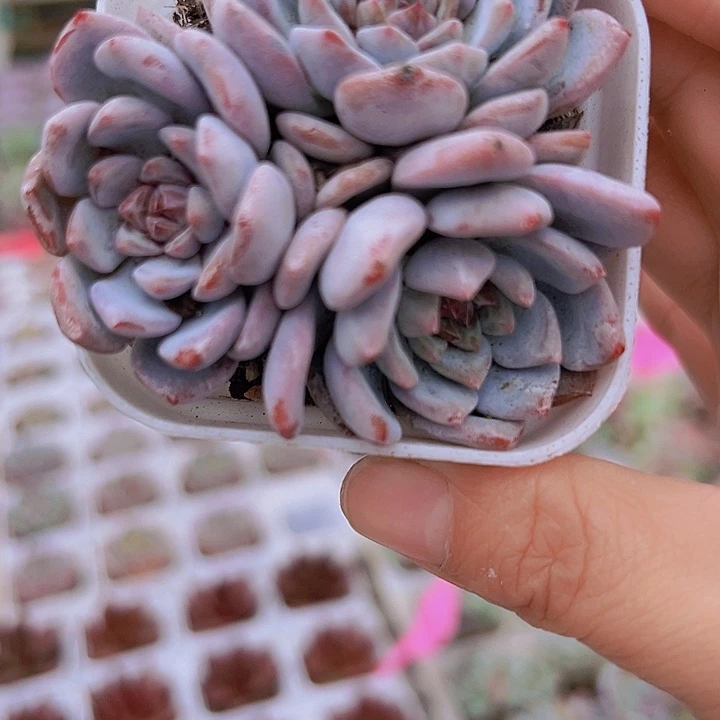 星星橙群生19包邮多肉植物