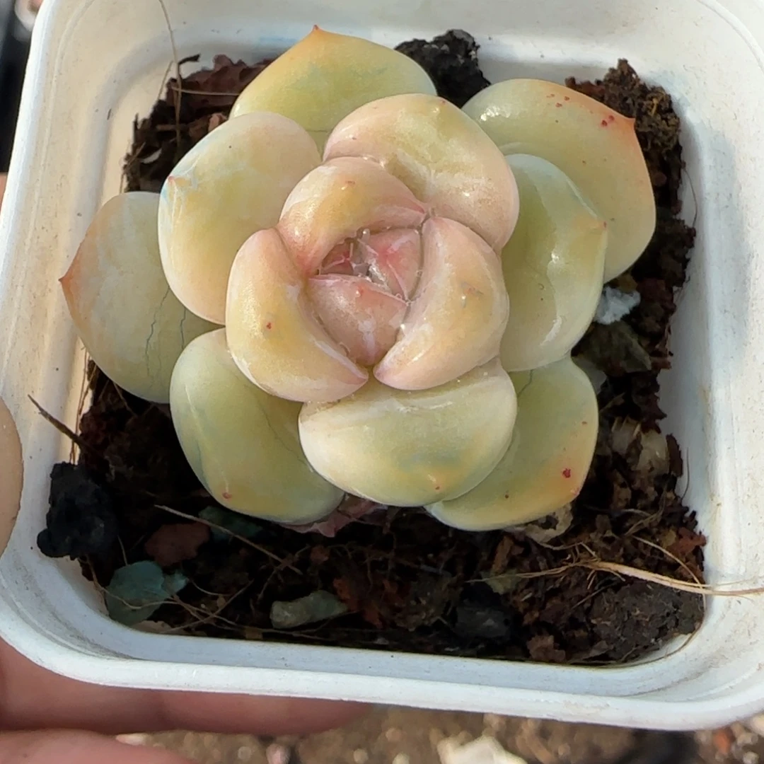 多肉小卡拉米糖心一物一拍