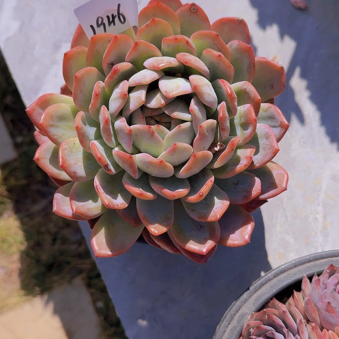 琳****发1946全明星多肉植物