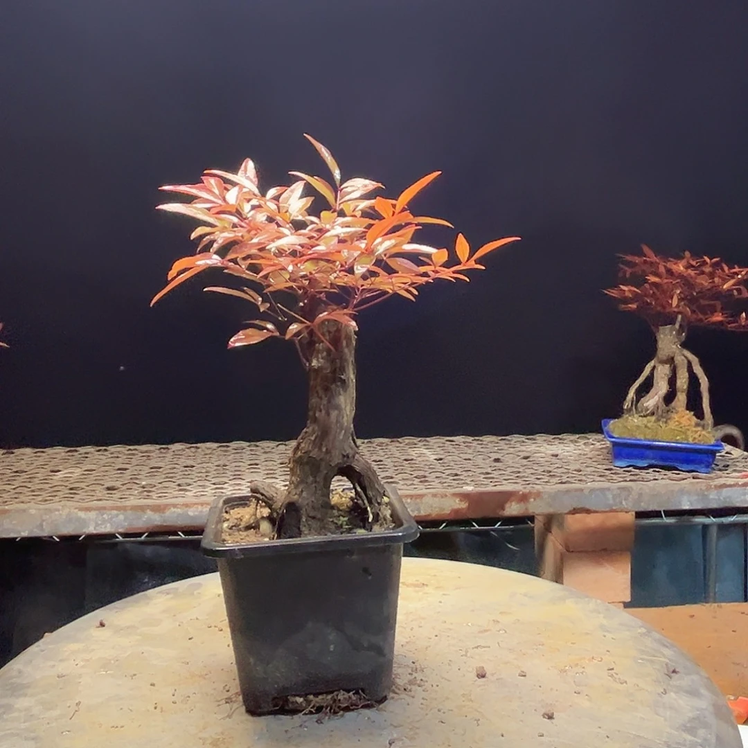 不开花植物000000021