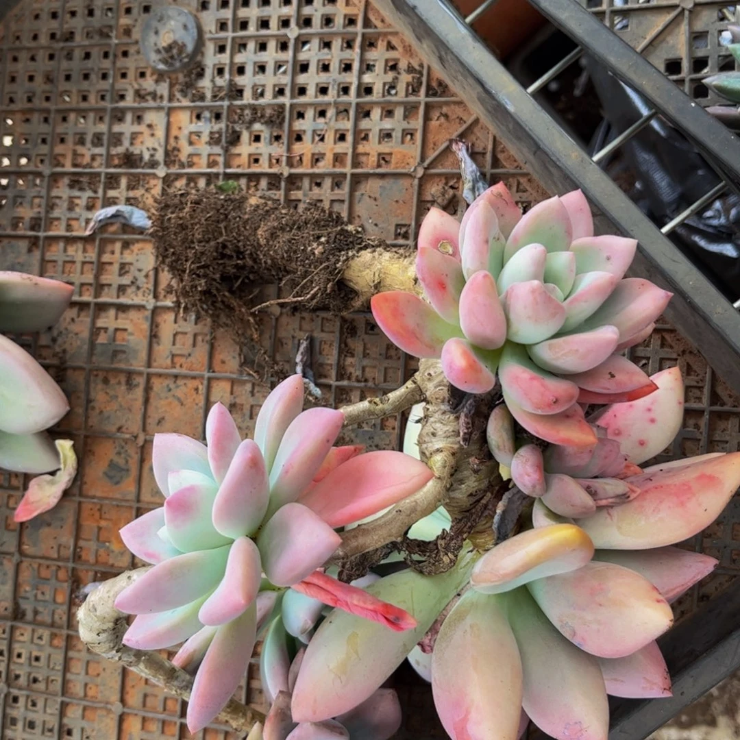 新疆西藏内蒙不发货，奥普